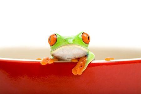 Lower caregiver turnover frog in a pot