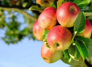 Rosemark Loves Apples in September