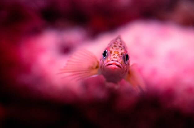 a pink goldfish swimming in a tank with a pink coral background